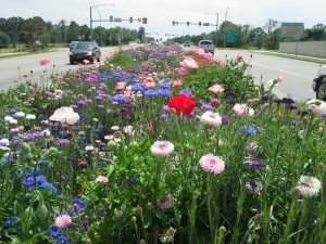 Flowers Yale  turnpike2 (3)